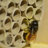 LUXUS-INSEKTENHOTELS Bienenhaus mit Papierh&uuml;lsen und L&ouml;chern