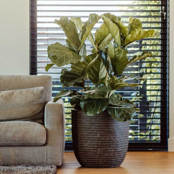 Capi Blumentopf Nature Row 54x52 cm Olivgr&uuml;n