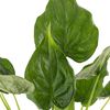 vidaXL Alocasia Cucullata &Oslash;21 H&ouml;he 65-75 cm