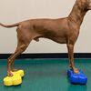 FitPAWS Balance-Kissen f&uuml;r Haustiere Mini K9FITbone 2 Stk. 29x16,5x6 cm Blau