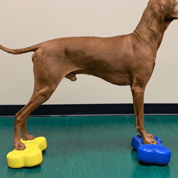 FitPAWS Balance-Kissen f&uuml;r Haustiere Mini K9FITbone 2 Stk. 29x16,5x6 cm Blau