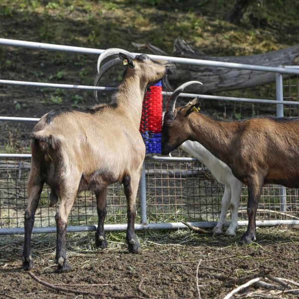 Kerbl Rinder Kratzb&uuml;rste 50 cm 293100