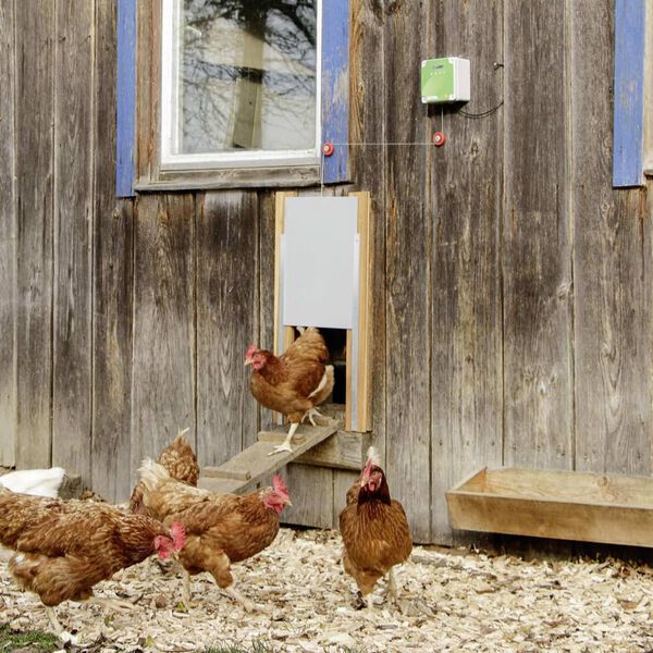 Kerbl Automatisches H&uuml;hnestall T&uuml;r-Set 220 x 330 mm 70547