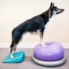 FitPAWS Balance-Rampe f&uuml;r Hautiere 35x35x7 cm Blau