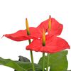 Produkt-Miniaturbild 2 von 2