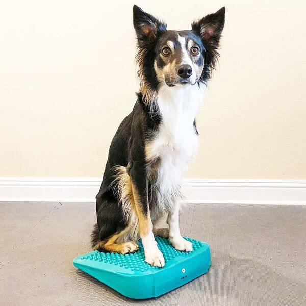 FitPAWS Balance-Rampe f&uuml;r Hautiere 35x35x7 cm Blau