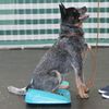 FitPAWS Balance-Rampe f&uuml;r Hautiere 35x35x7 cm Blau