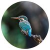 WallArt Fototapete The Kingfisher 190 cm