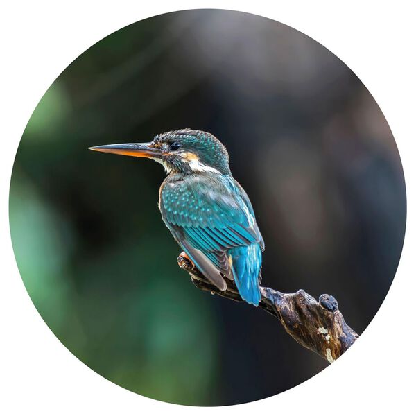WallArt Fototapete The Kingfisher 190 cm