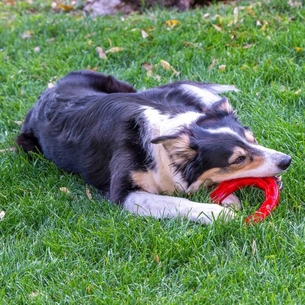 Ferplast Zahnspielzeug f&uuml;r Hunde Smile Medium Rot