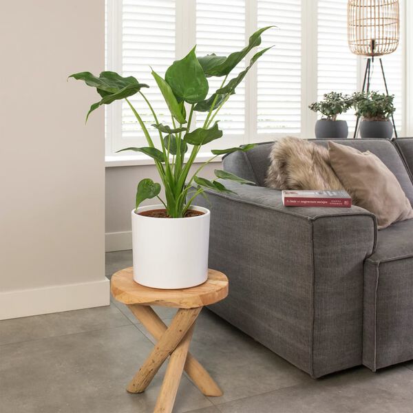 vidaXL Alocasia Cucullata &Oslash;21 H&ouml;he 65-75 cm