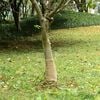 vidaXL Jutegewebe 0,25x50 m 100% Jute 200 g/m&sup2;
