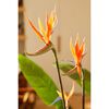 Emerald K&uuml;nstliche Pflanze Strelitzia im Topf mit Blumen 120 cm